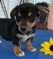 Ian, a male Pembroke Welsh Corgi for sale in Hubbardston, MI – 4 of 10