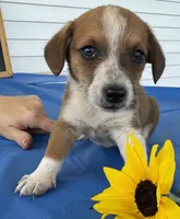 Ingalls, a male Pembroke Welsh Corgi for sale in Hubbardston, MI – 5 of 10