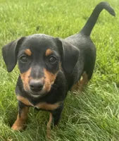 Josephine, a female Jack Russell Terrier and Dachshund for sale in Hubbardston, MI – 4 of 6