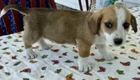 Hester, a male Pembroke Welsh Corgi and Dachshund for sale in Hubbardston, MI – 3 of 6