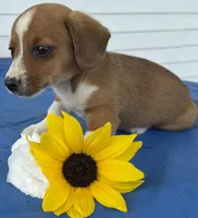 Inky, a male Pembroke Welsh Corgi for sale in Hubbardston, MI – 4 of 6