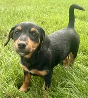 Josephine, a female Jack Russell Terrier and Dachshund for sale in Hubbardston, MI – 3 of 6