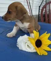 Inky, a male Pembroke Welsh Corgi for sale in Hubbardston, MI – 5 of 6