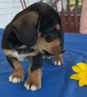 Ian, a male Pembroke Welsh Corgi for sale in Hubbardston, MI – 6 of 10