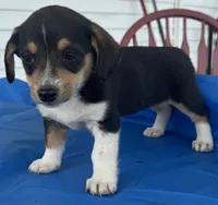 Ingrid, a female Pembroke Welsh Corgi for sale in Hubbardston, MI – 7 of 10
