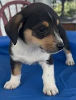 Ingrid, a female Pembroke Welsh Corgi for sale in Hubbardston, MI – 1 of 10