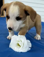 Iris, a female Pembroke Welsh Corgi for sale in Hubbardston, MI – 4 of 6
