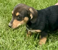 Ian, a male Pembroke Welsh Corgi for sale in Hubbardston, MI – 8 of 10