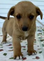 Henrey, a male Pembroke Welsh Corgi and Dachshund for sale in Hubbardston, MI – 3 of 5