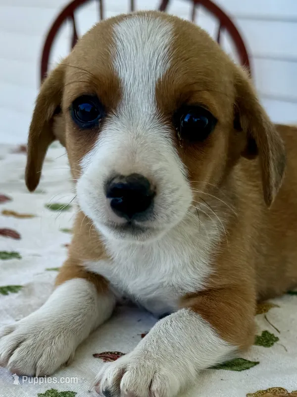 Honey – Pembroke Welsh Corgi, Dachshund puppy for sale in Hubbardston, MI