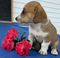 Ivy, a female Pembroke Welsh Corgi for sale in Hubbardston, MI – 3 of 10