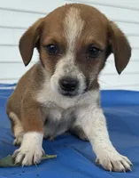Ingalls, a male Pembroke Welsh Corgi for sale in Hubbardston, MI – 2 of 10