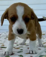 Honey, a female Pembroke Welsh Corgi and Dachshund for sale in Hubbardston, MI – 4 of 6