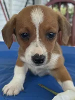 Inky, a male Pembroke Welsh Corgi for sale in Hubbardston, MI – 6 of 6