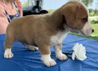 Ingalls, a male Pembroke Welsh Corgi for sale in Hubbardston, MI – 7 of 10