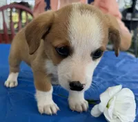 Iris, a female Pembroke Welsh Corgi for sale in Hubbardston, MI – 3 of 6