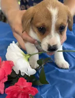 Ivy, a female Pembroke Welsh Corgi for sale in Hubbardston, MI – 10 of 10