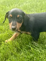 Josephine, a female Jack Russell Terrier and Dachshund for sale in Hubbardston, MI – 5 of 6
