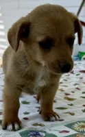 Henrey, a male Pembroke Welsh Corgi and Dachshund for sale in Hubbardston, MI – 2 of 5