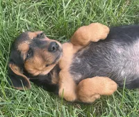 Jasmine, a female Jack Russell Terrier and Dachshund for sale in Hubbardston, MI – 3 of 4