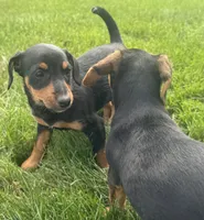 Josephine, a female Jack Russell Terrier and Dachshund for sale in Hubbardston, MI – 6 of 6