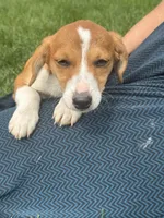 Iris, a female Pembroke Welsh Corgi for sale in Hubbardston, MI – 5 of 8