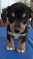 Ian, a male Pembroke Welsh Corgi for sale in Hubbardston, MI – 2 of 10