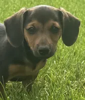 Jasper, a male Jack Russell Terrier and Dachshund for sale in Hubbardston, MI – 2 of 6