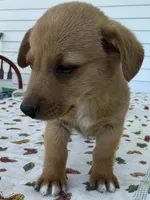 Henrey, a male Pembroke Welsh Corgi and Dachshund for sale in Hubbardston, MI – 4 of 5