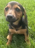 Jasper, a male Jack Russell Terrier and Dachshund for sale in Hubbardston, MI – 5 of 6
