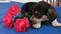 Ingrid, a female Pembroke Welsh Corgi for sale in Hubbardston, MI – 9 of 10