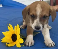 Ingalls, a male Pembroke Welsh Corgi for sale in Hubbardston, MI – 10 of 10