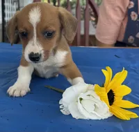 Inky, a male Pembroke Welsh Corgi for sale in Hubbardston, MI – 3 of 6