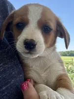 Honey, a female Pembroke Welsh Corgi and Dachshund for sale in Hubbardston, MI – 6 of 6