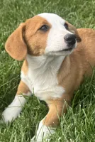 Ingalls, a male Pembroke Welsh Corgi for sale in Hubbardston, MI – 7 of 10