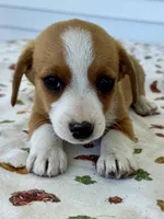 Honey, a female Pembroke Welsh Corgi and Dachshund for sale in Hubbardston, MI – 2 of 6