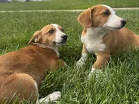 Ingalls, a male Pembroke Welsh Corgi for sale in Hubbardston, MI – 8 of 10
