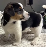 Kelly, a female Jack Russell Terrier and Pembroke Welsh Corgi for sale in Hubbardston, MI – Photo 4 of 6