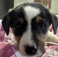 Kelly, a female Jack Russell Terrier and Pembroke Welsh Corgi for sale in Hubbardston, MI – Photo 2 of 6