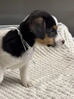 Kelly, a female Jack Russell Terrier and Pembroke Welsh Corgi for sale in Hubbardston, MI – Photo 5 of 6