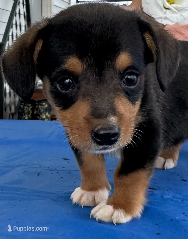 Ian – Pembroke Welsh Corgi puppy for sale in Hubbardston, MI