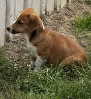 Israel, a male Pembroke Welsh Corgi for sale in Hubbardston, MI – 4 of 9