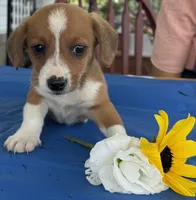 Inky, a male Pembroke Welsh Corgi for sale in Hubbardston, MI – 2 of 6
