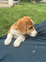 Ivy, a female Pembroke Welsh Corgi for sale in Hubbardston, MI – 10 of 10