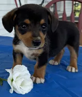 Ian, a male Pembroke Welsh Corgi for sale in Hubbardston, MI – 8 of 10