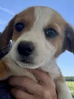 Hester, a male Pembroke Welsh Corgi and Dachshund for sale in Hubbardston, MI – 1 of 6