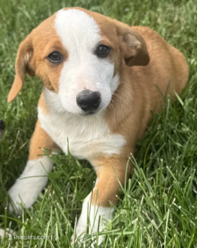 Ingalls – Pembroke Welsh Corgi puppy for sale in Hubbardston, MI