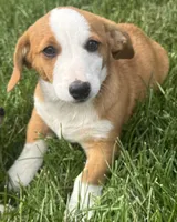 Ingalls, a male Pembroke Welsh Corgi for sale in Hubbardston, MI – 1 of 10