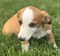 Ingalls, a male Pembroke Welsh Corgi for sale in Hubbardston, MI – 2 of 10