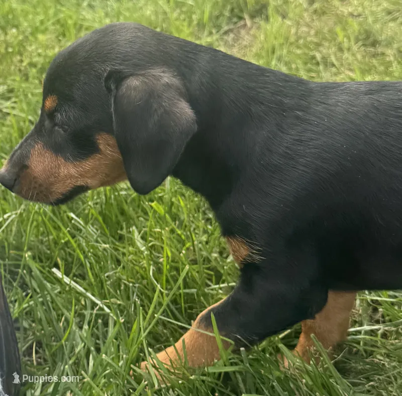 Josephine – Jack Russell Terrier, Dachshund puppy for sale in Hubbardston, MI
